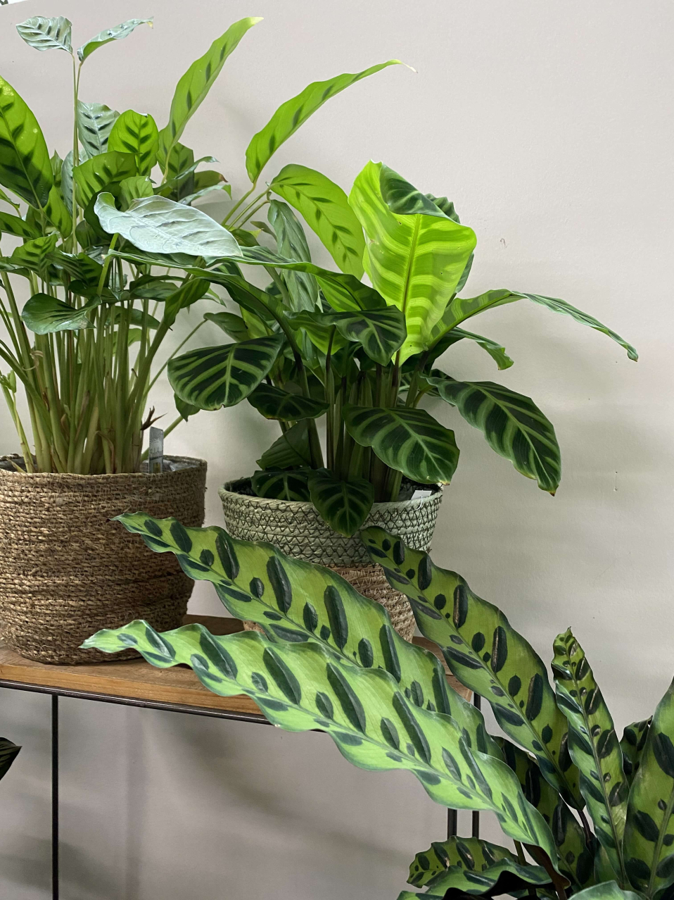 Piante Air Purifier: benessere e aria pulita dentro casa