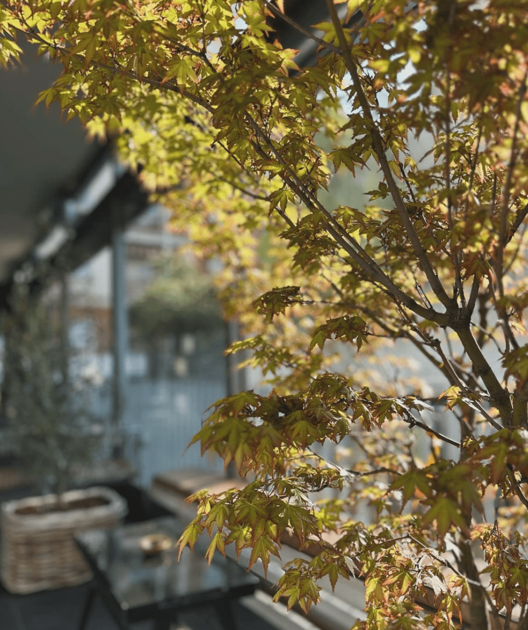Wellness Café