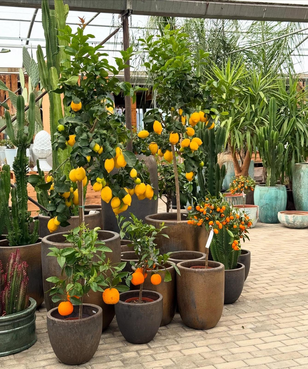 Primavera in Garden